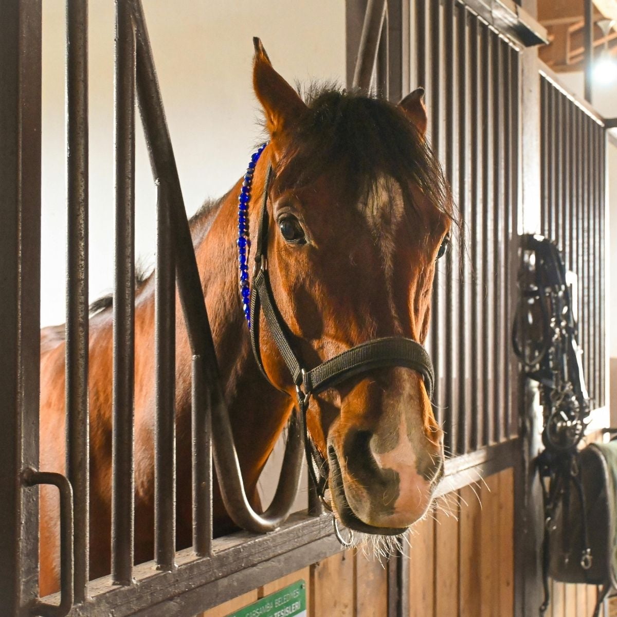 7 Family-Friendly Features to Consider When Building an Equestrian Barn A brown horse wearing a headcollar stands inside an equestrian barn, looking through the metal bars of the wooden stable.