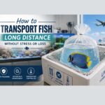 How to Transport Fish Long Distance Without Stress or Loss A bagged fish is placed in an insulated box labelled for live fish transport, with text about long-distance, stress-free fish transport. An aquarium is visible in the background.
