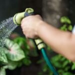 A person waters plants with a garden hose, spraying water over green leaves and foliage in an outdoor setting, ensuring effective garden irrigation for healthy growth.